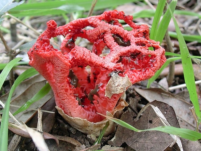 866 Dicembre vecchio ritrovamento